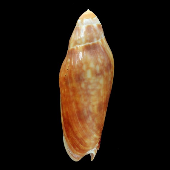grossi 75,1mm