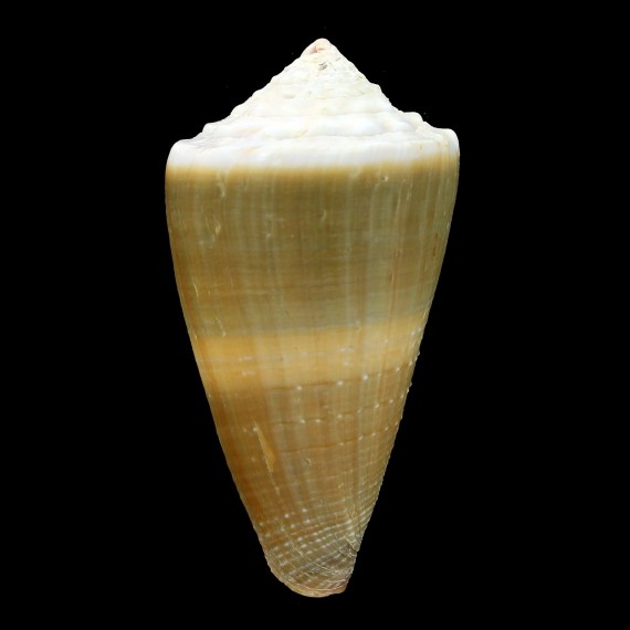 lividus 68,3mm BIG