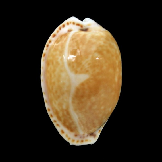 acicularis 27,8mm