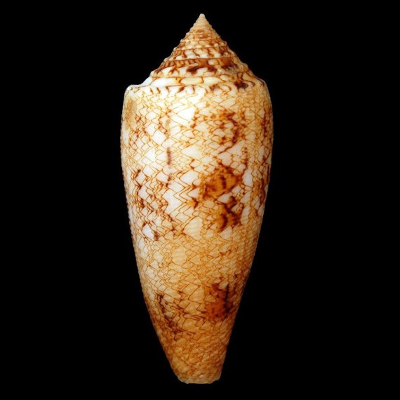 tagaroae