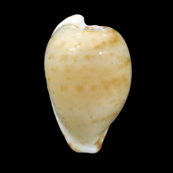 edentula nahooensis 25,3mm