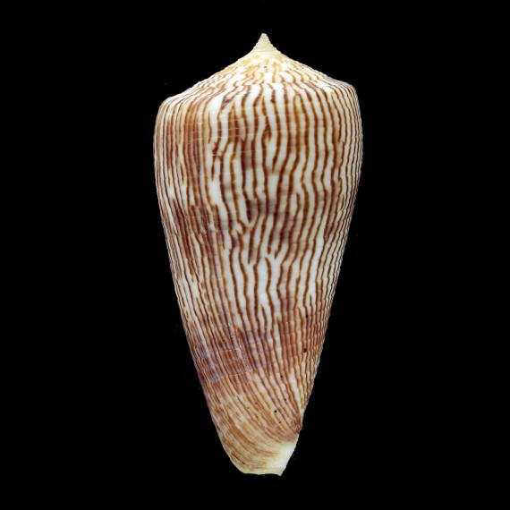 kuroharai 60,2mm