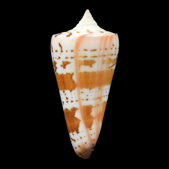 generalis krabiensis 50,3mm