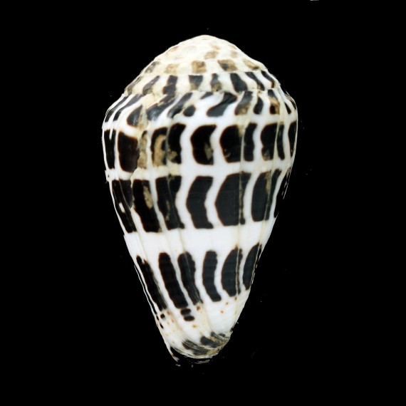 ebraeus 51,4mm GIANT