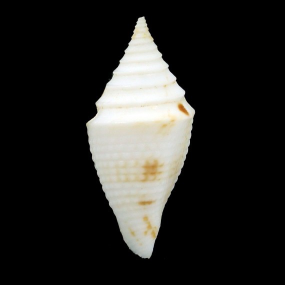 beatrix 26,7mm