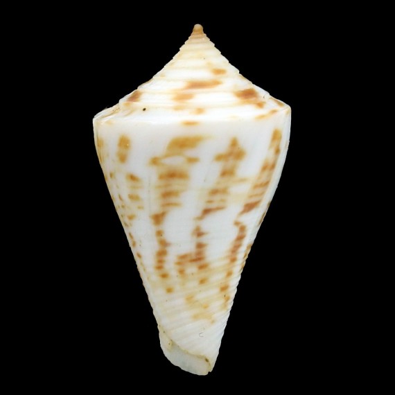 paulae 29,4mm SUPERB