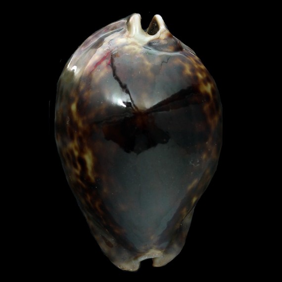 stercoraria 70,0 dark