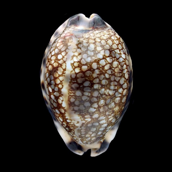 histrio 68,8mm