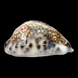 histrio 68,8mm