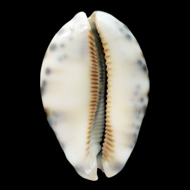 histrio 68,8mm