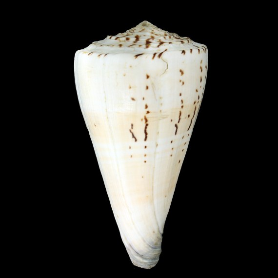 moncuri 161,0mm BIG