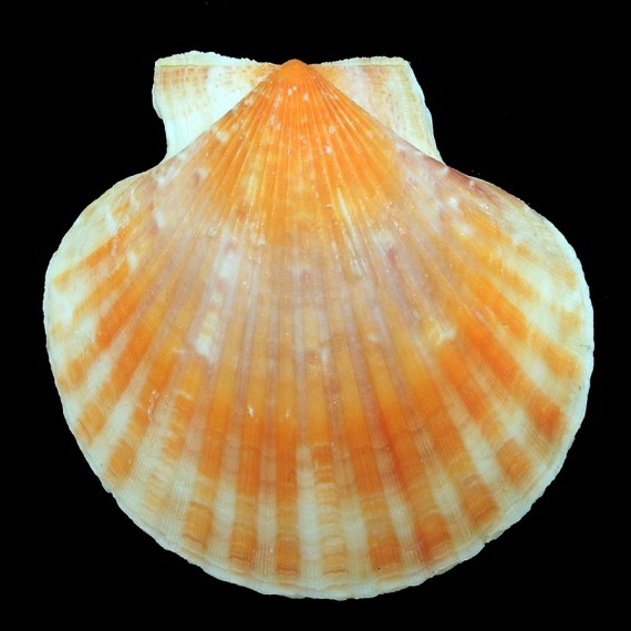 opercularis 65,8mm