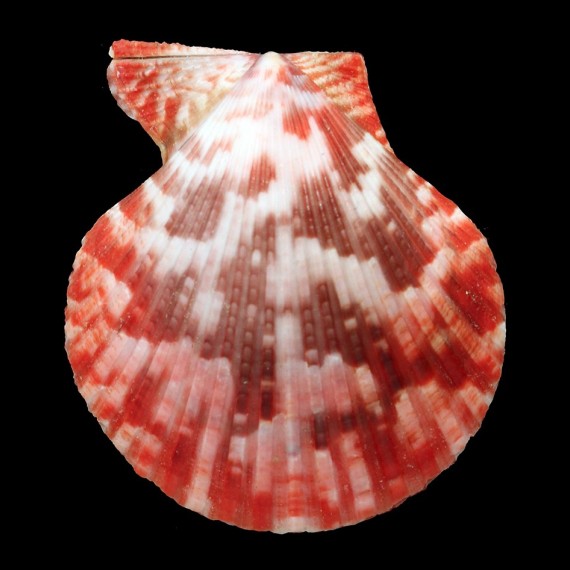 sanguinea 74,0mm
