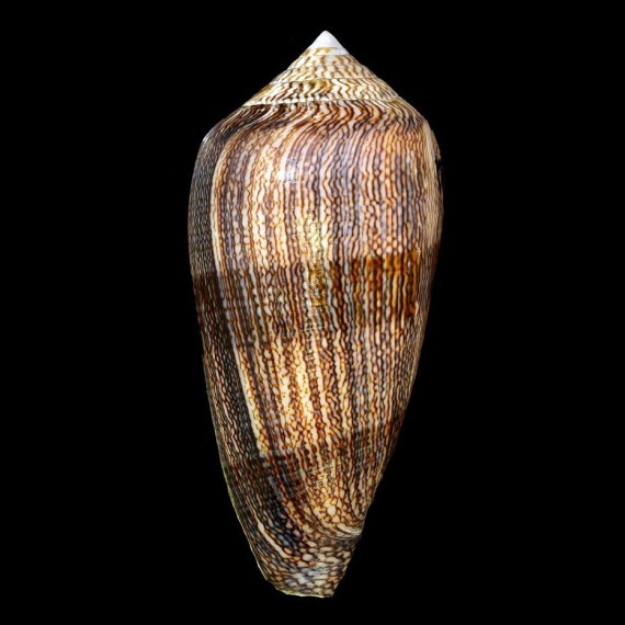 textile cholmondeleyi