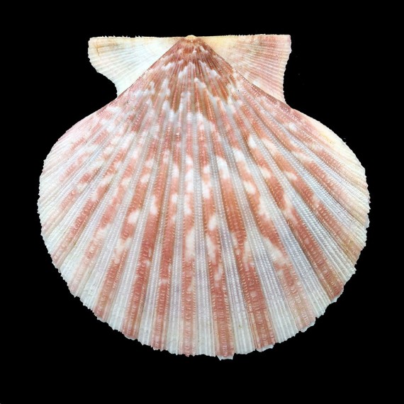 tehuelchus 76,0mm
