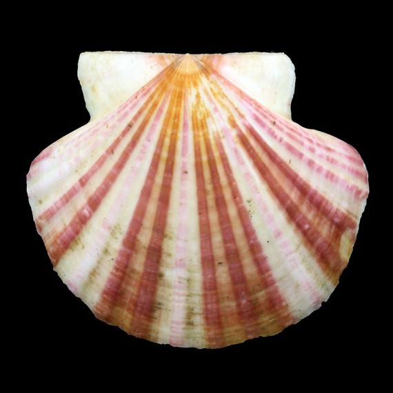flabellata 78,2mm BIG