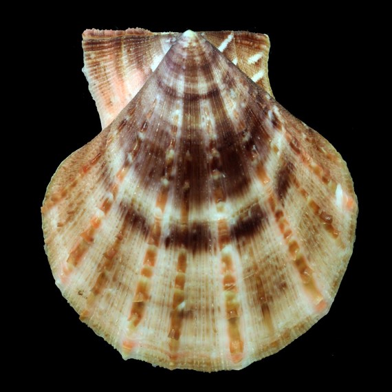 farreri 85,4mm