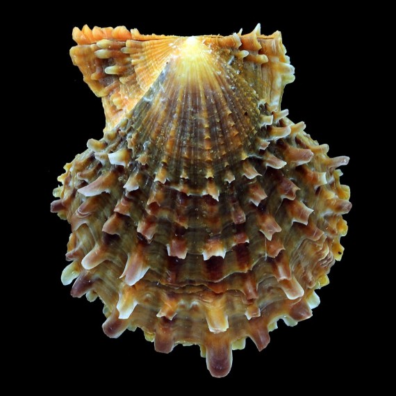 livida 64,0mm