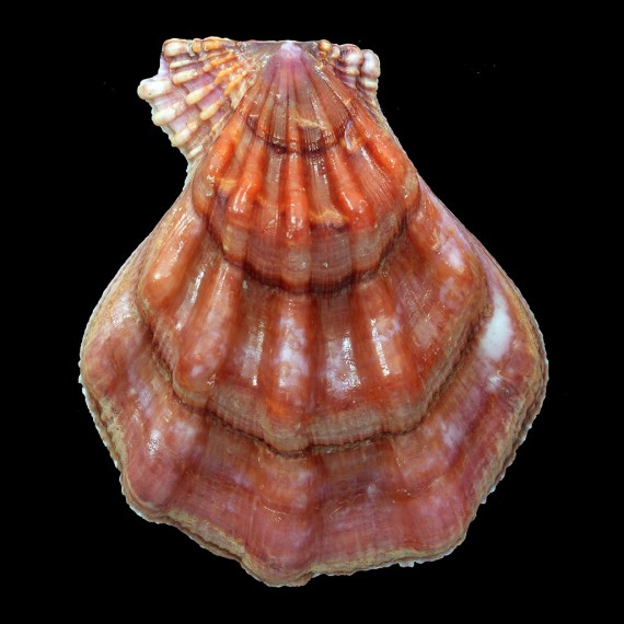 swiftii 94,0mm JAPAN