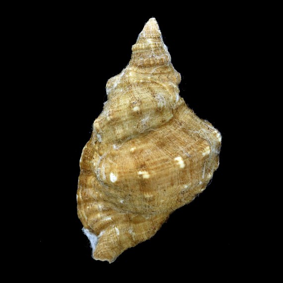ridens 59,8mm UNCOMMON