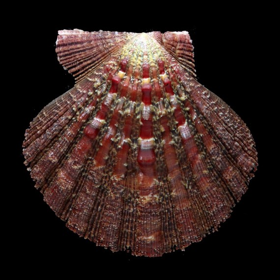arthricticus 79,7mm
