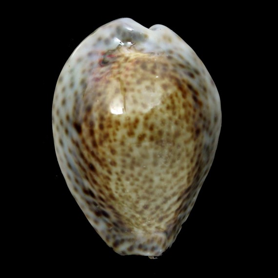 turdus winckworthi 42,0mm
