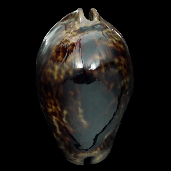 stercoraria 85,8mm DARK