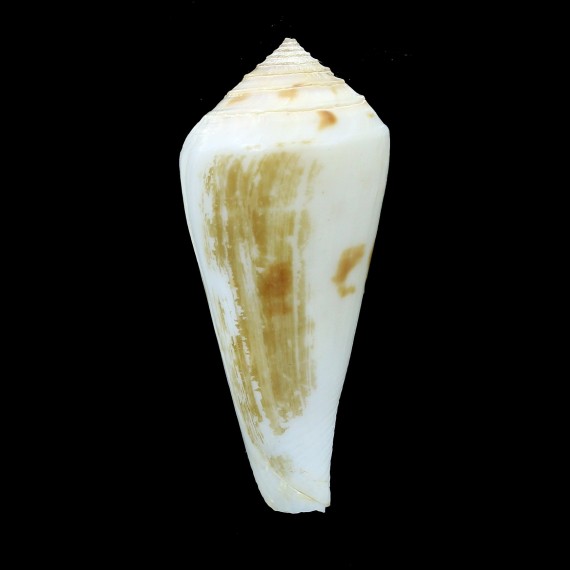 bozzetti 54,5mm