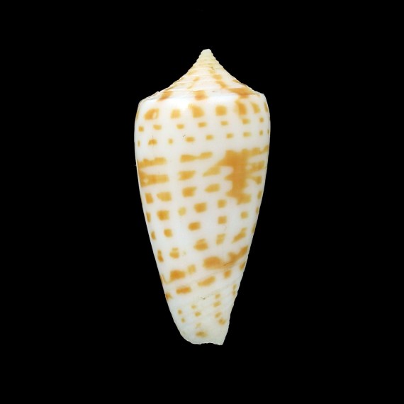 salzmmani 30,8mm RARE