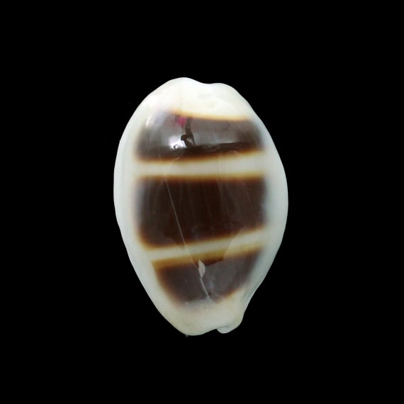 asellus 22,1mm ROSTRATE