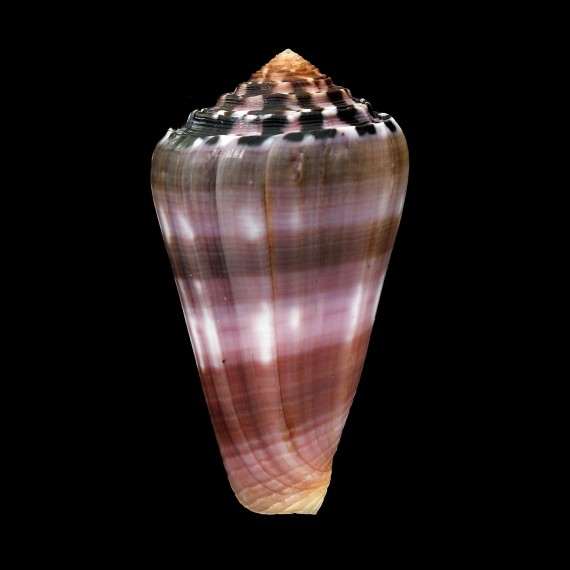 gauguini 62,1mm
