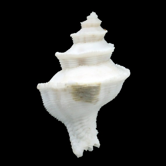 gyratus 41,5mm