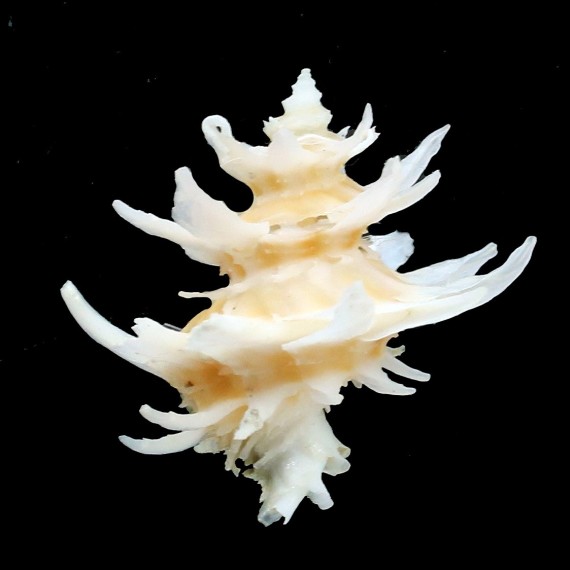 cristatus 25,3mm