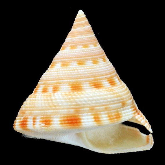 gotoi 44,6mm