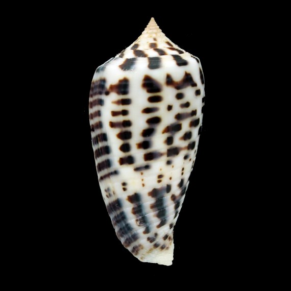 zapatosensis 48,0mm