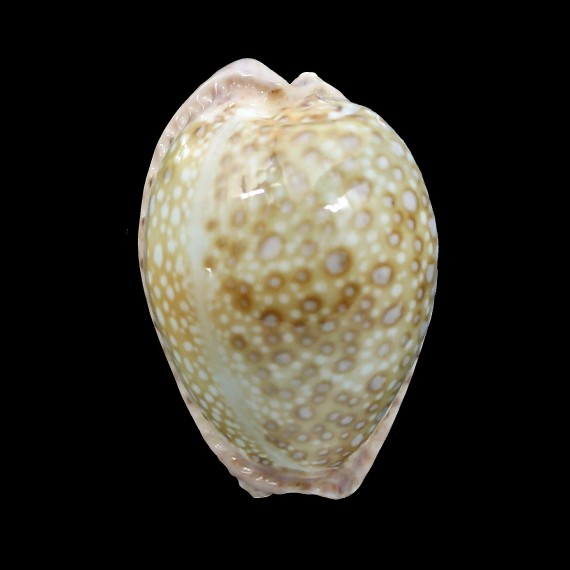 marginalis pseudocellata 31,4mm
