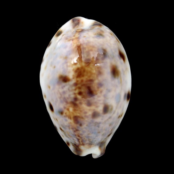 lynx 43,5mm VANUATU