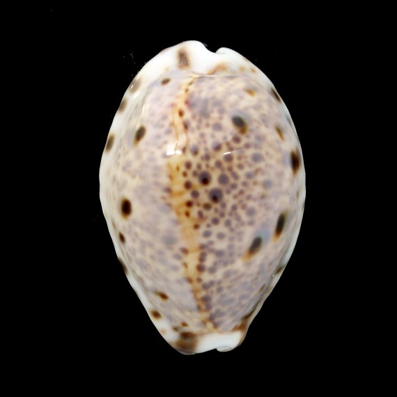 lynx 39,3mm