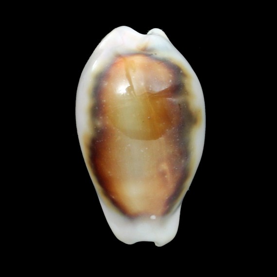 spadicea 36,3mm DWARF