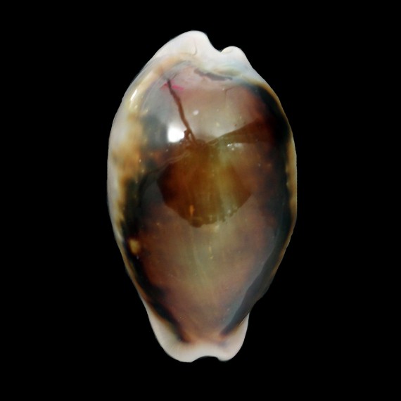 spadicea 53,6mm SUPERB DARK