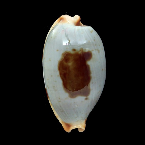 diauges 34,4mm