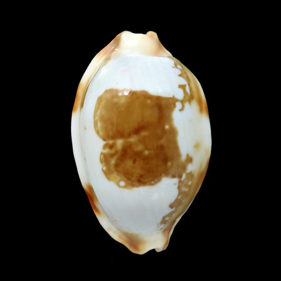 stolida crossei 31,8mm SPECIAL