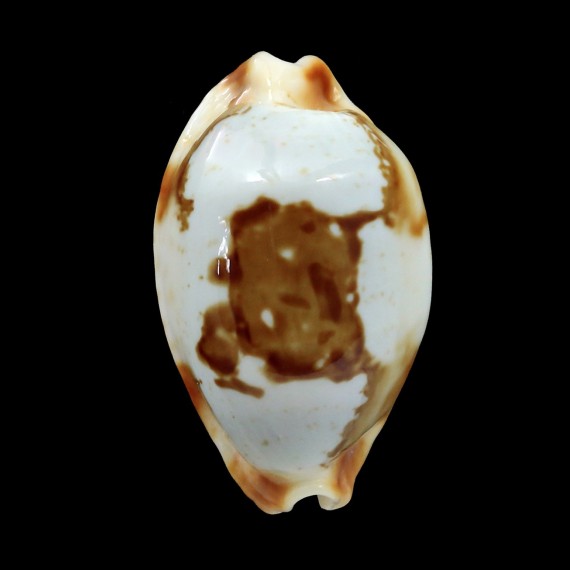 stolida crossei 34,8mm NC