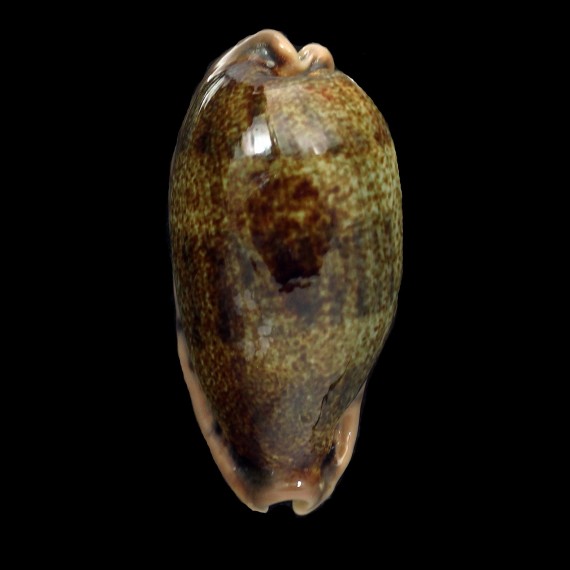 caurica elongata 63,2mm BIG