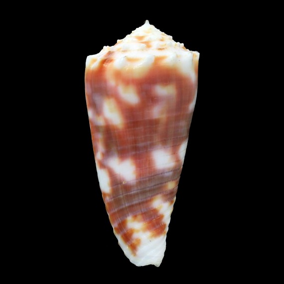 moluccensis merleti 46,7mm