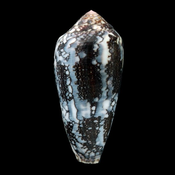 pennaceus praelatus 61,4mm