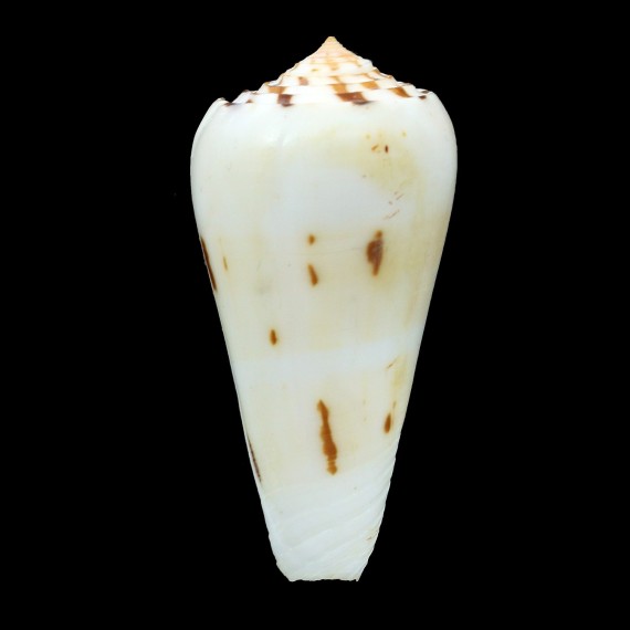 gubernator leehmani 59,6mm