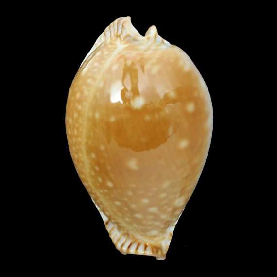 guttata azumai 56,0mm