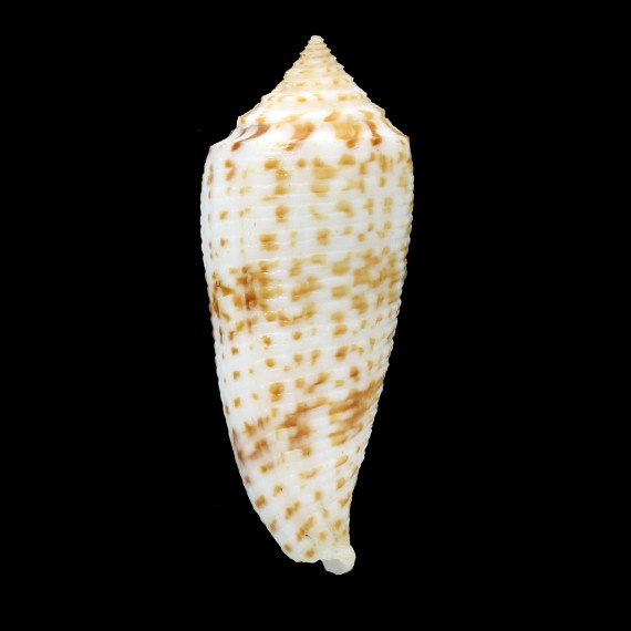 sogodensis 48,4mm RARE
