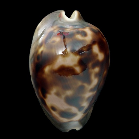 venusta episema 56,1mm
